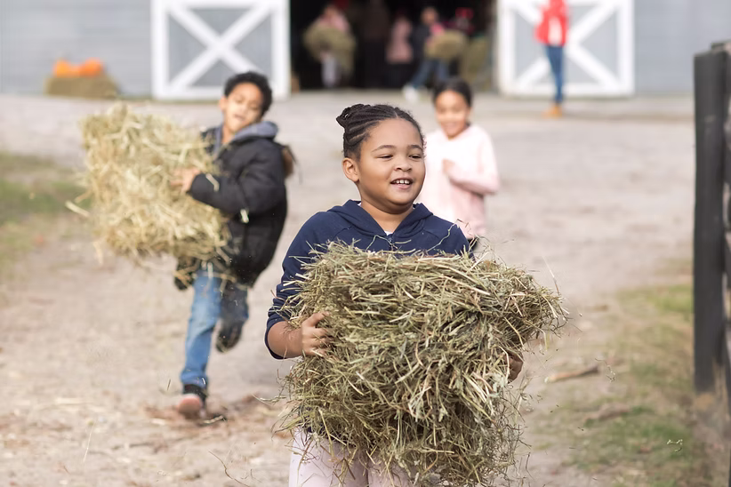 Children carrying armfuls of hay across the farmyard