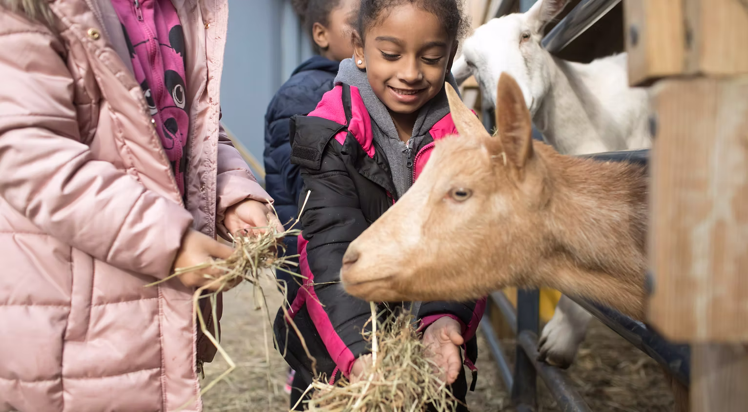 Children caring for an animal at the farm
