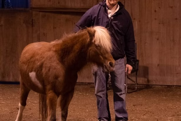A man standing beside a small chestnut pony in the indoor arena